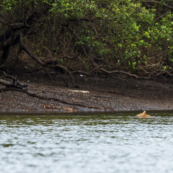Karli backwater wildlife